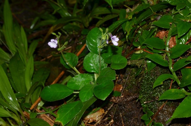 Một loài thực vật mới được phát hiện tại Rào Trăng, khu Bảo tồn Phong Điền, tỉnh Thừa Thiên Huế
